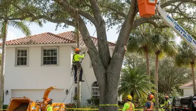 Professional crew performing safe tree removal with crane at Saint Petersburg, FL residential property