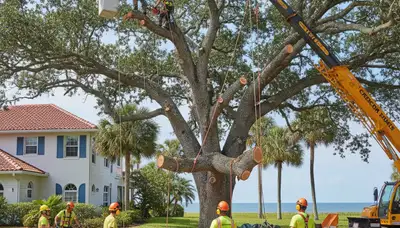 Arborists using bucket truck for large tree removal near homes in Indian Rocks Beach, FL