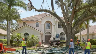 Arborists performing large tree removal with bucket truck in Saint Petersburg FL residential area