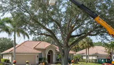 Professional arborists performing large tree removal with bucket truck in Seminole, FL near St. Petersburg