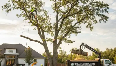 Arborists performing safe tree removal in Saint Petersburg, FL for residential and commercial properties