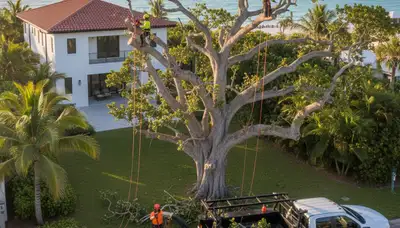 Professional tree removal service in Saint Petersburg FL safely cutting and clearing large oak trees