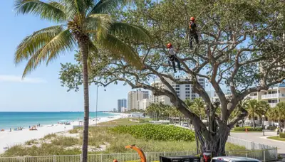 Professional tree removal service in Saint Petersburg FL by certified arborists