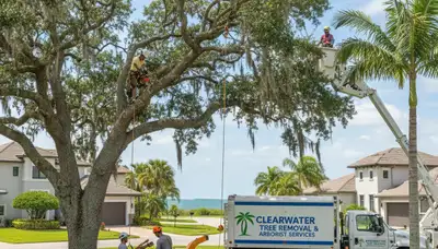 Professional tree removal service in Saint Petersburg FL safely cutting large oak tree