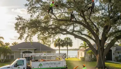 Professional tree removal service crew in Saint Petersburg FL clearing a large oak tree safely