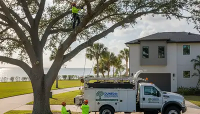 Professional tree removal service crew in Saint Petersburg FL safely clearing large oak trees