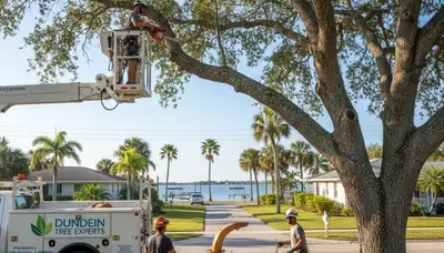 Professional tree removal service in Saint Petersburg FL safely cutting tree near residential property
