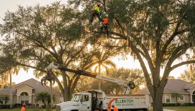 Professional tree removal service in Saint Petersburg FL by certified arborists