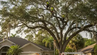 Professional tree removal service in Saint Petersburg FL safely clearing residential property trees