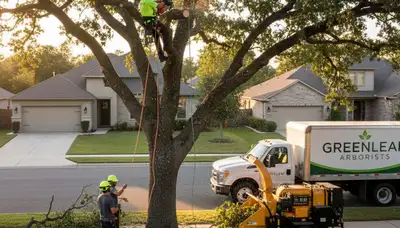 Arborist trimming palm tree in Saint Petersburg FL for professional tree care and storm safety