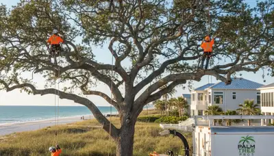 Professional tree removal service crew in Saint Petersburg FL safely cutting large oak tree