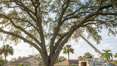 Professional tree removal service in Saint Petersburg, FL by certified arborists