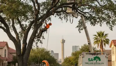 Professional tree removal service in Saint Petersburg FL by certified arborists