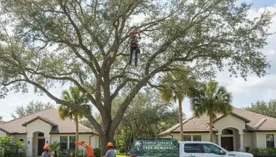 Professional tree removal service in Saint Petersburg FL safely cutting and clearing large oak tree