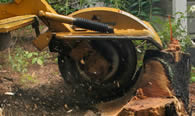 Stump Removal in Saint Petersburg FL