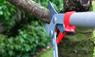 Tree Pruning Services in Saint Petersburg FL