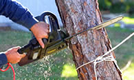 Tree Trimming in Saint Petersburg FL